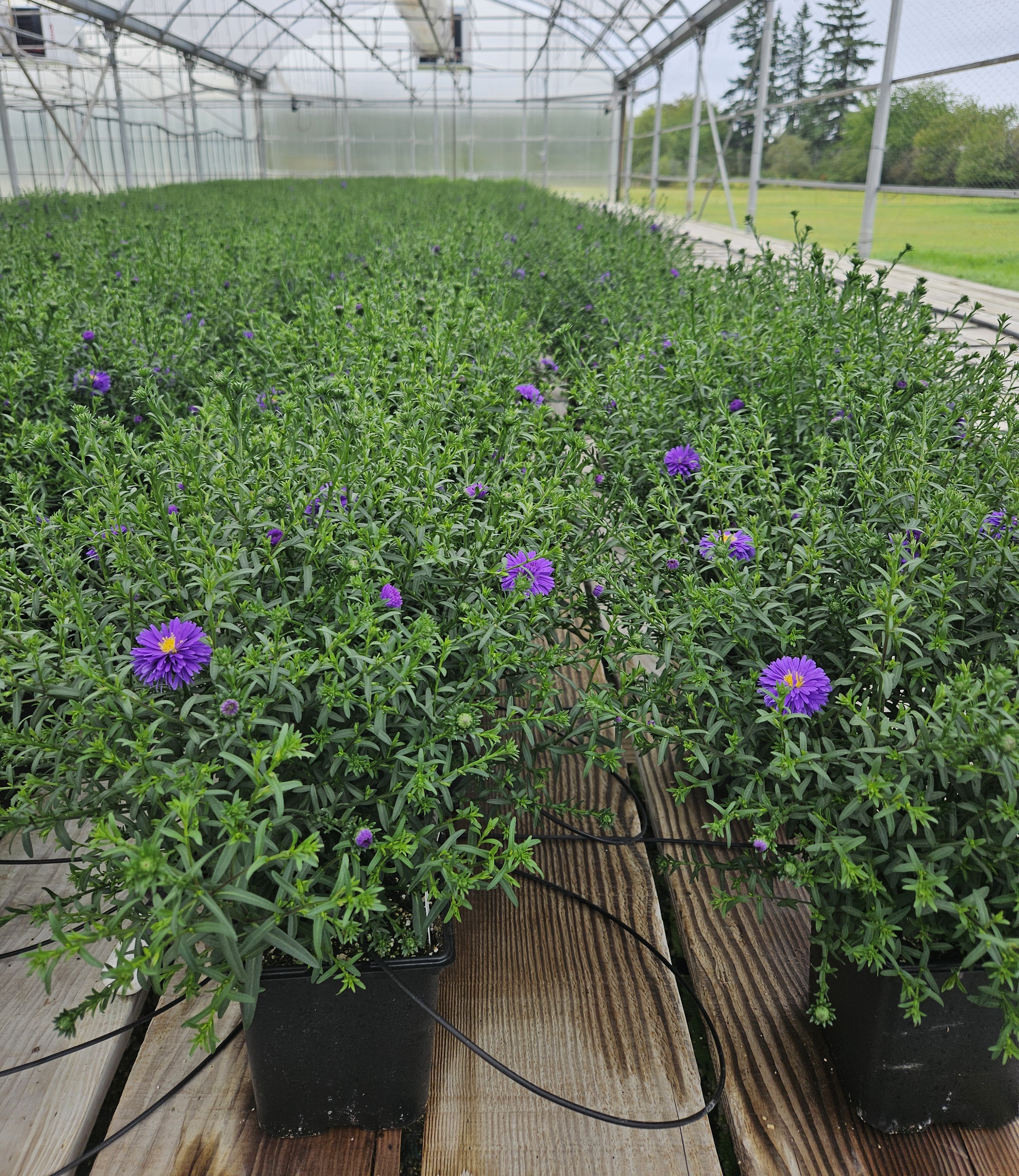 Aster