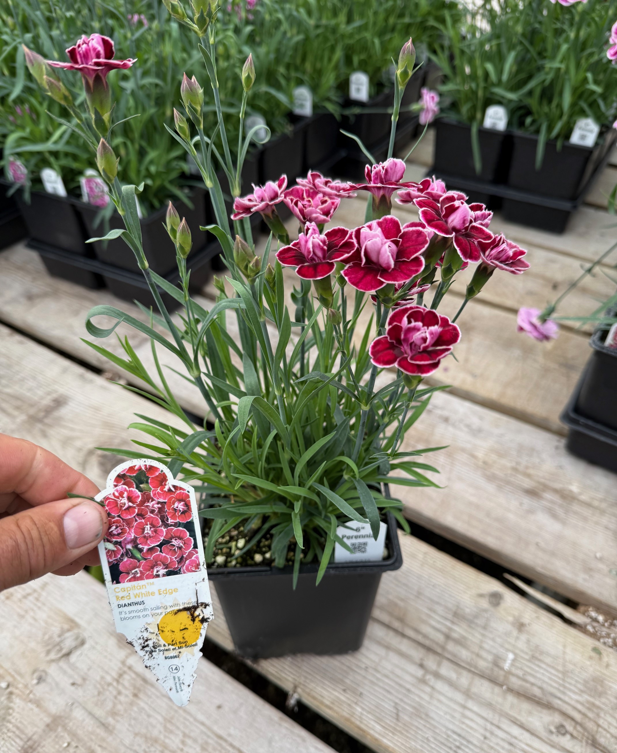 dianthus