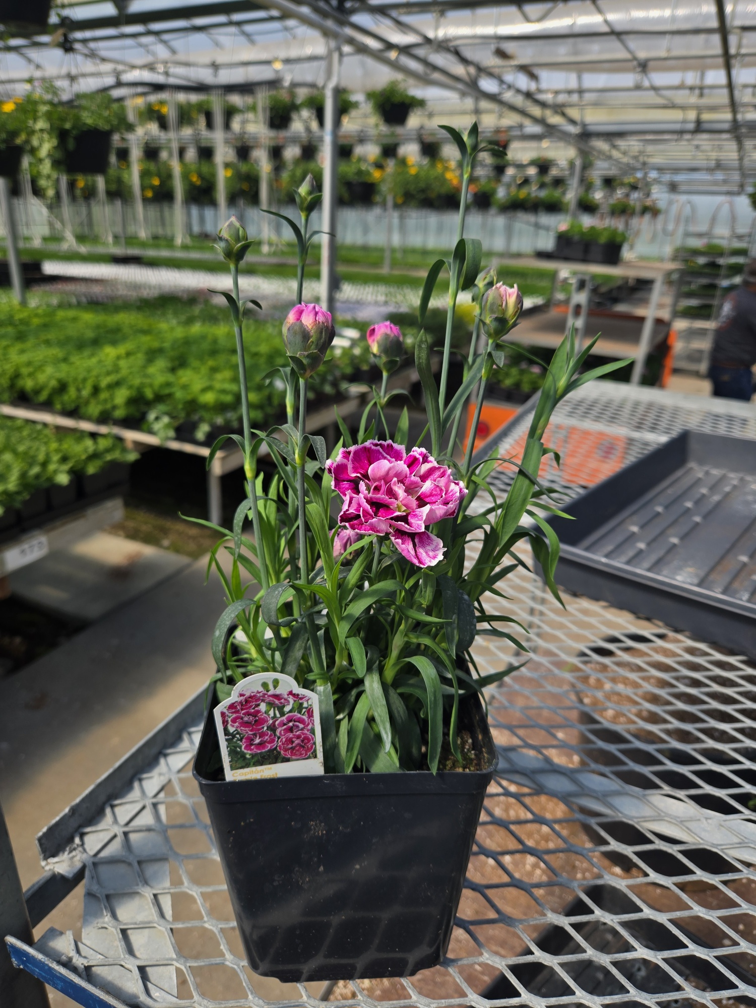 dianthus