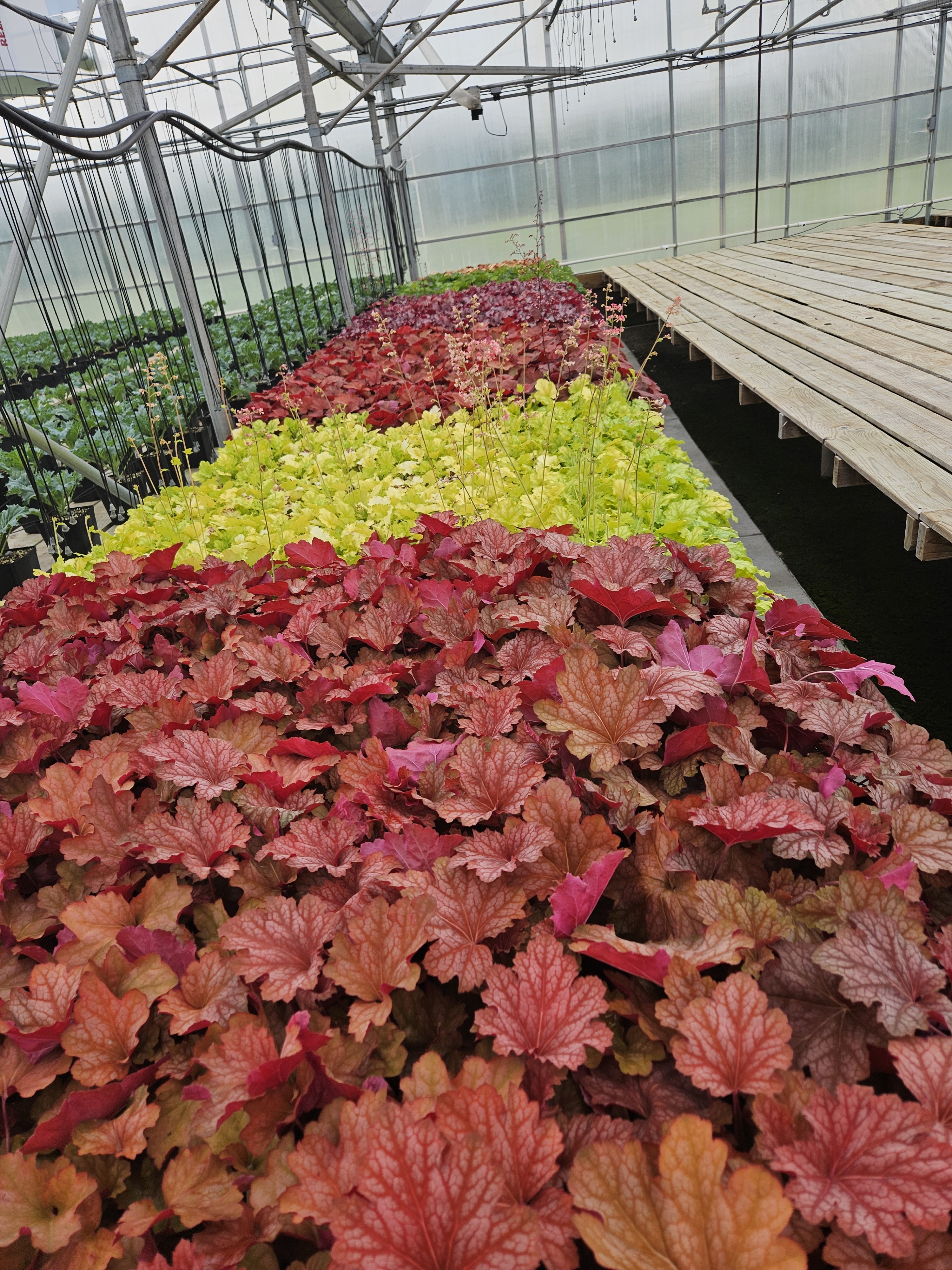 Heuchera