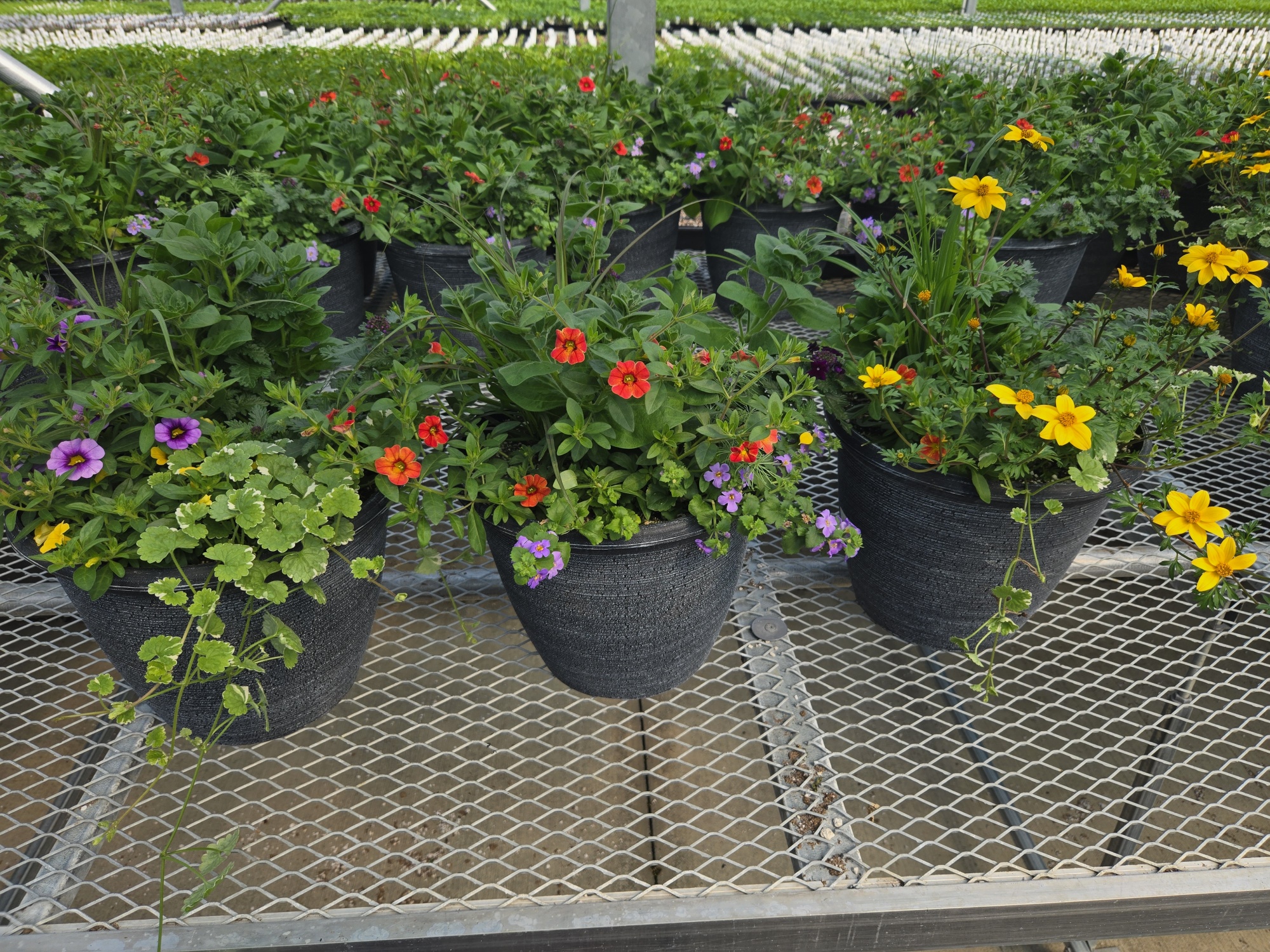 planters